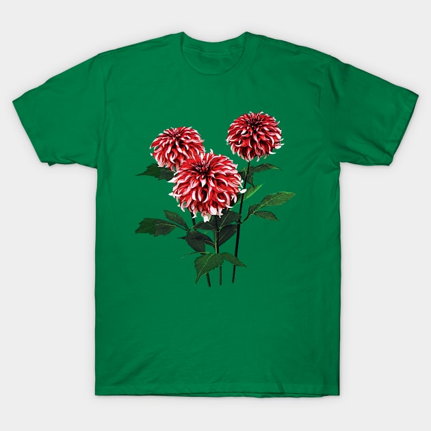 Dahlia Santa Claus T-Shirt by SusanSavad